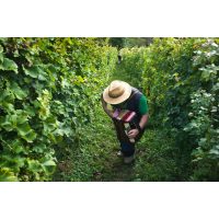 Virtuelle Reise nach Slowenien Akkordeonspieler im Weinberg