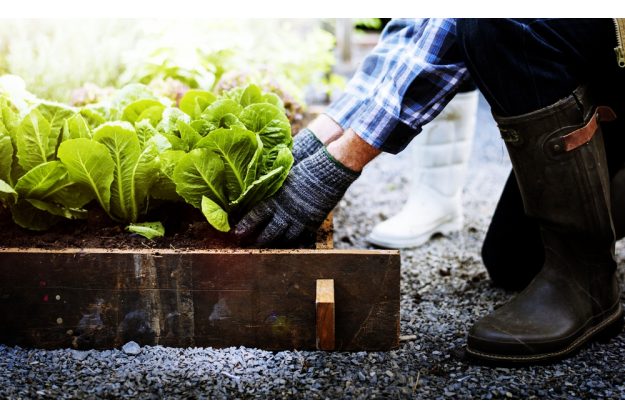 Geschenkidee für Lokalhelden – Selber pflanzen und ernten