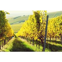 Kulinarische Stadtführung Mainz – Weinberge im Rheinland 