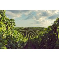 Kulinarische Stadtführung Mainz – Weinberge im Rheinland 