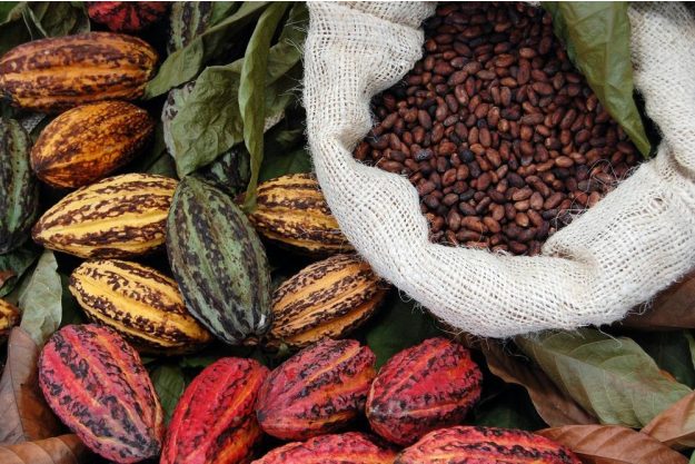Schokoladenseminar Würzburg – Kakaobohnen und Schoten