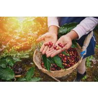 Online Kaffee-Tasting – Kaffeebohnen