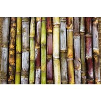 Rum-Seminar Dortmund: Zuckerrohr