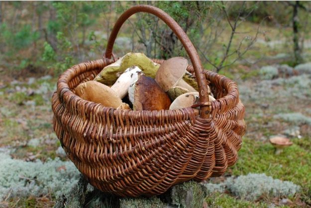 Regionaler Kochkurs Hannover – Pilze sammeln