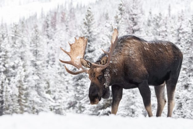 skandinavischer-kochkurs-berlin- wo der Elch grüßt