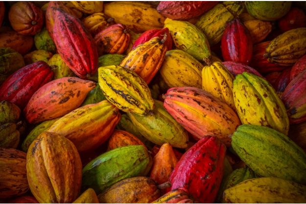 Virtuelle Reise Mexiko Kakaofrucht