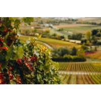 Wein-Tasting Hamburg – junge Winzerin im Weinberg