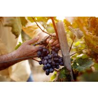 Wein-Tasting Hamburg: sorgfältige Weinlese von Hand