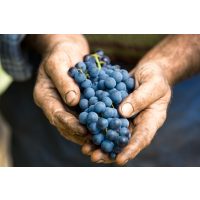 Wein-Tasting Hamburg: blaue Trauben in der Hand des Winzers
