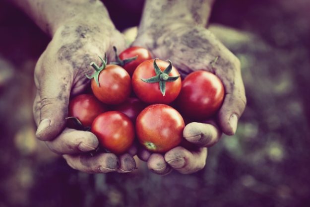 Veggie-Kochkurs-Gutschein – Selbst angebaute Tomaten