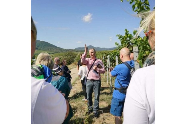 Weinbergwanderung mit Picknick
