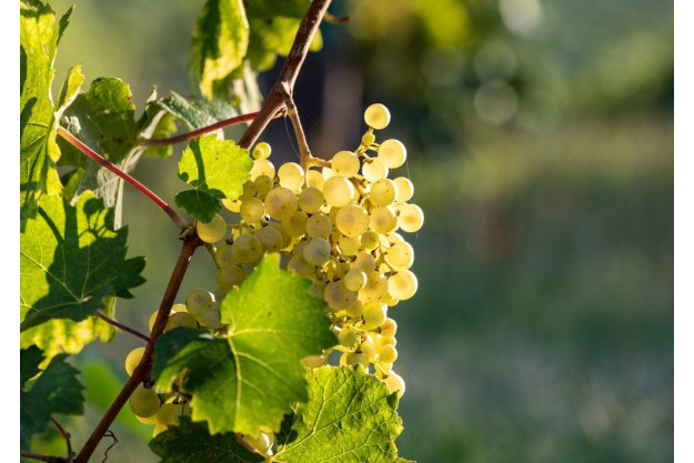 Weinprobe München – Tester schnuppert am Wein 