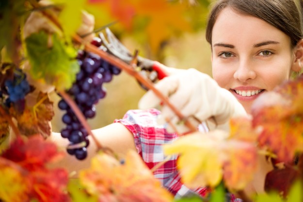 Spitzenweine aus Bulgarien im Weinland