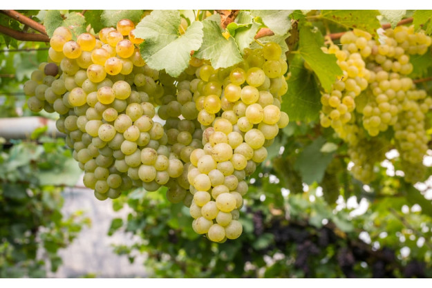 Wein-Tasting Hamburg: miteinander anstoßen