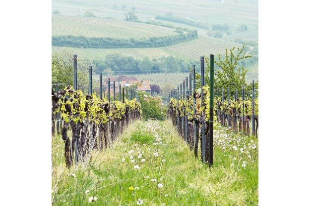 Weinberge im Frühling, Siebeldingen