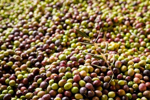 Genuss-Workshop Köln – viele Oliven