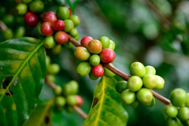 Kaffee-Seminar Hamburg – Kaffeekirschen