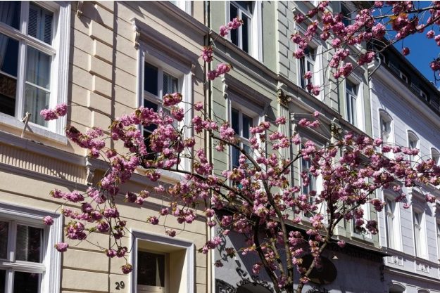 Kulinarische Stadtführung Bonn: Bürgerhäuser mit blühenden Bäumen