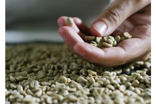 Rösterei-Führung Heidelberg: rohe grüne Kaffeebohnen