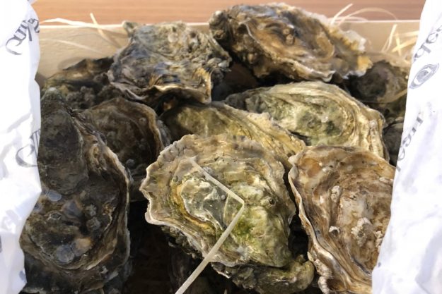Austernprobe Pfalz Austern