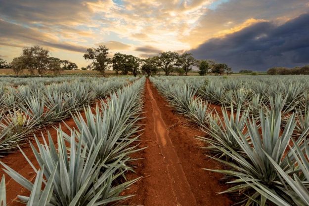 Tequila-Tasting Berlin – Agaven Feld