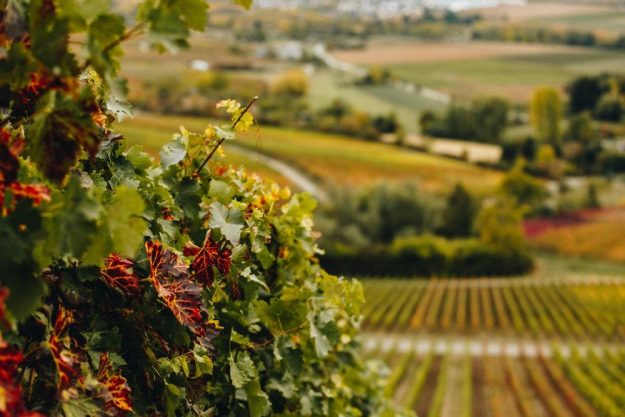 Wein-Tasting Hamburg – junge Winzerin im Weinberg