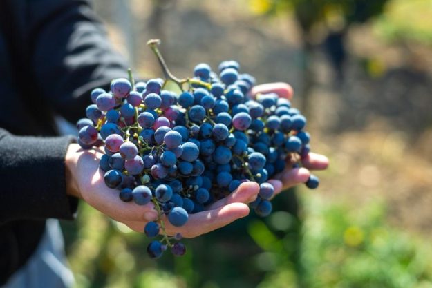 Wein-Tasting Hamburg – blaue Weintrauben