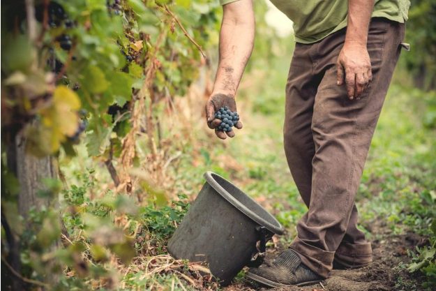 Wein-Tasting Hamburg – Winzer bei der Weinlese