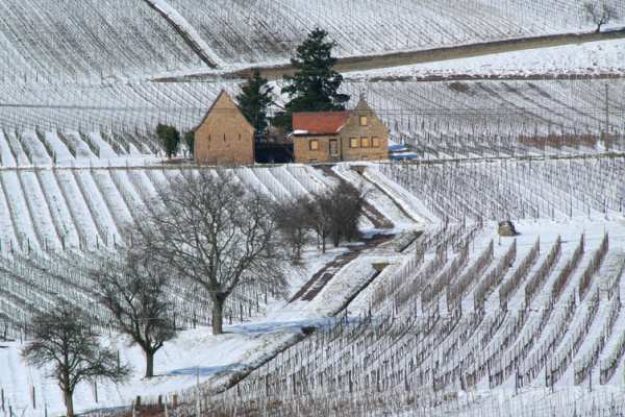 Weinprobe mit Wanderung Pfalz – Winter