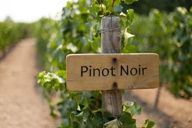 Weinprobe Köln – Pinot Noir Rebe