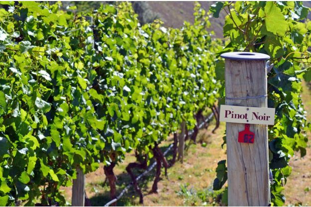 Weinprobe Köln – Weinreben Pinot Noir