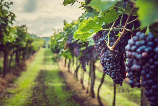 weinprobe-mit-pizza-münchen-reben