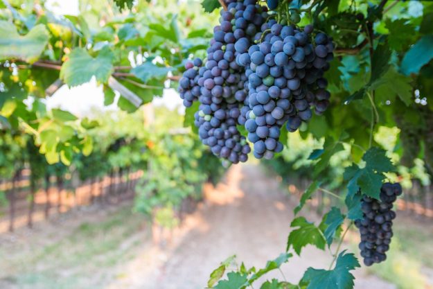 Wein-Tasting Hamburg: reife blaue Trauben am Weinstock