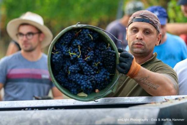 Weinprobe mit Wanderung Pfalz – bei der Arbeit
