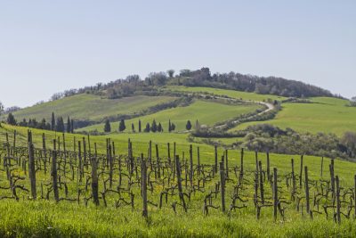 Betriebsausflug Stuttgart mit Weinwanderung  Weinwanderung durchs Remstal