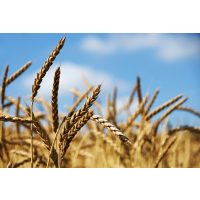 Backkurs Augsburg – erntereifer Dinkel