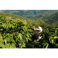 Barista-Kurs München – Kaffeeanbau in Kolumbien