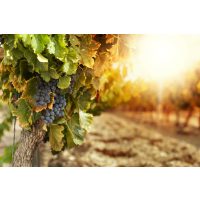 Betriebsausflug Regensburg mit Weinprobe - Weinreben