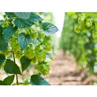 Bier-Tasting Landshut – Hopfenanbau