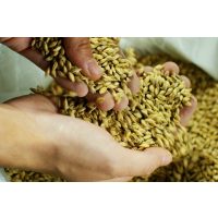 Braukurs Mannheim – Malzbohnen