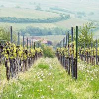 Weinberge im Frühling, Siebeldingen