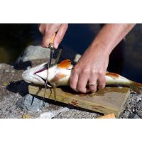 Firmenevent in der Küche - Fisch filetieren