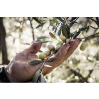 Genuss-Workshop Köln – Oliven in der Hand