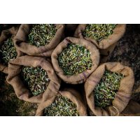 Genuss-Workshop Köln – Oliven