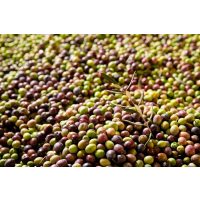 Genuss-Workshop Köln – viele Oliven