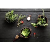 Gewürzseminar Dresden – mediterrane Kräuter