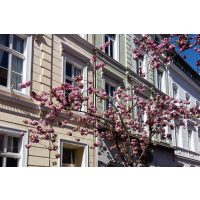 Kulinarische Stadtführung Bonn: alte Bürgerhäuser und blühende Bäume