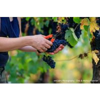 Weinprobe mit Wanderung Pfalz – Reben schneiden