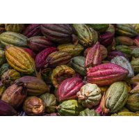 Schokolade-Weinprobe-Bonn schoko und wein