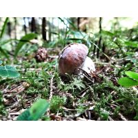 Teambuilding Berlin - Pilz im Wald